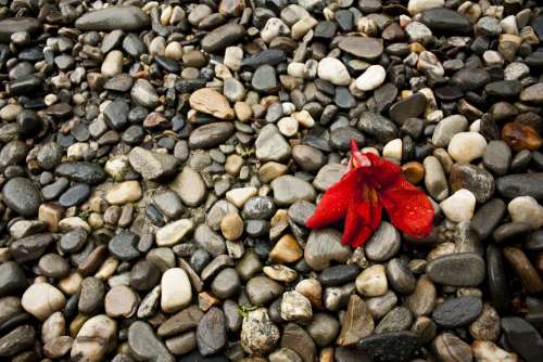 Pebbles Pebble Nature Stones Gravel Flower