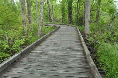 Pedestrian Bridge Wood Path Forest