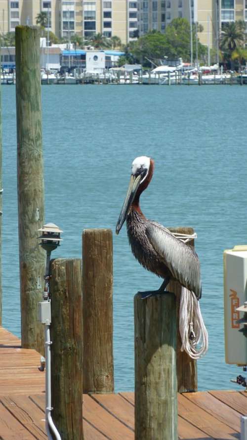 Pelican Perched Dock Water Harbour Lagoon Bay