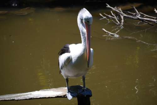 Pelican Bird Wild Life Lake Australia Nature