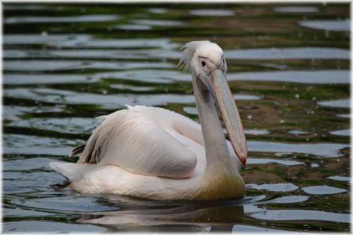 Pelican Pink Young Nature Bird Water Bird Animal
