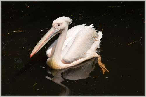 Pelican Pink Young Nature Bird Water Bird Animal