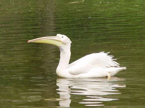 Pelican White Water Bird