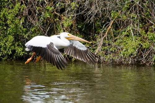 Pelican Utah Landing Birds Nature Bird Water