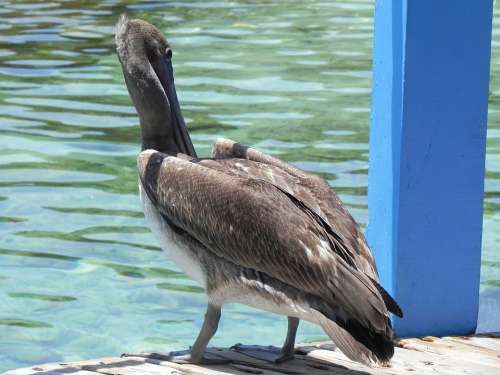 Pelican Animals Ave