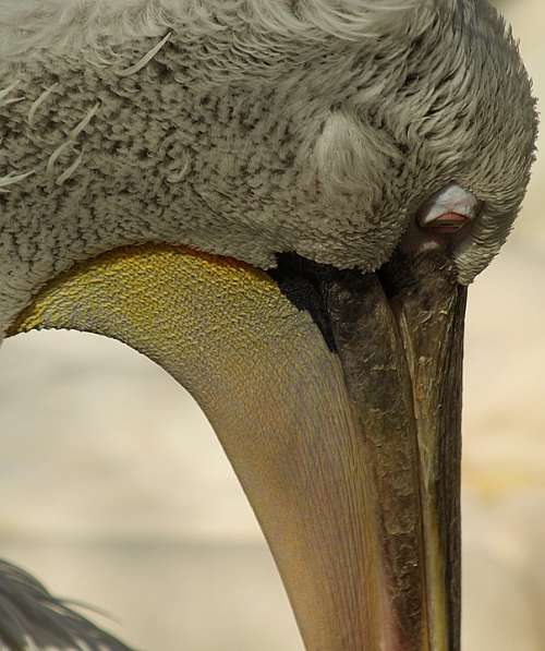 Pelican Head Beak Eye Bird