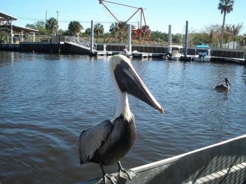 Pelican Water Florida Wildlife Bird Pelicans