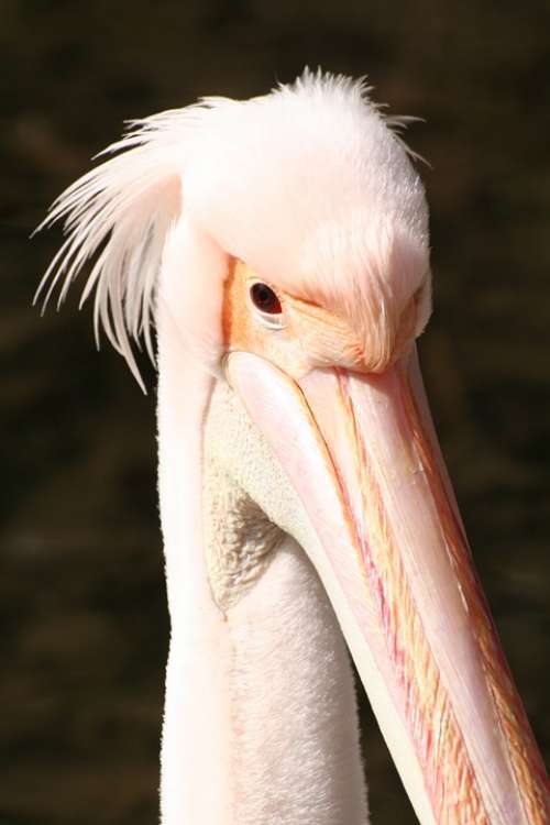 Pelican Pink Beak Animal