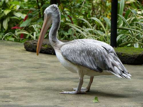 Pelican Nature Bird