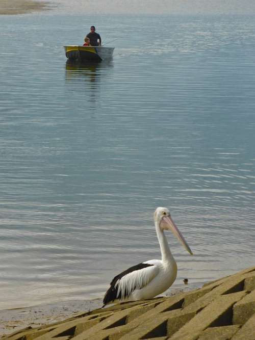 Pelican Fisherman Boat Angler Recreation Hobby