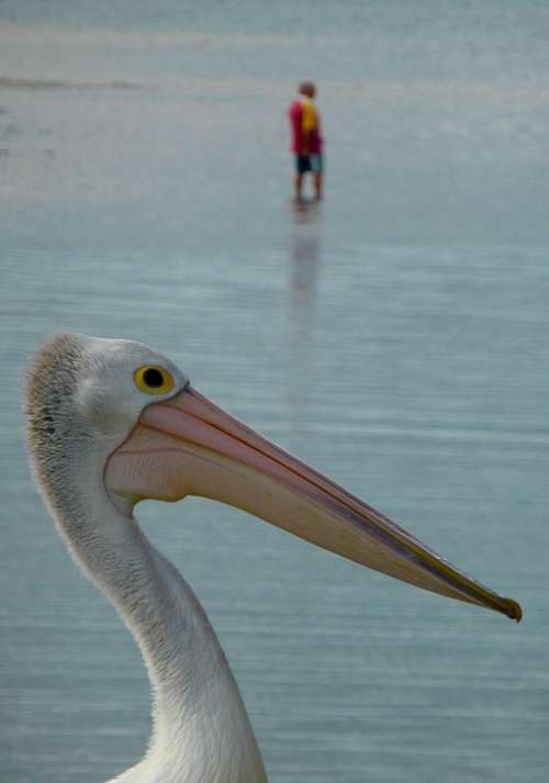 Pelican Recreation Marine Peaceful Nautical