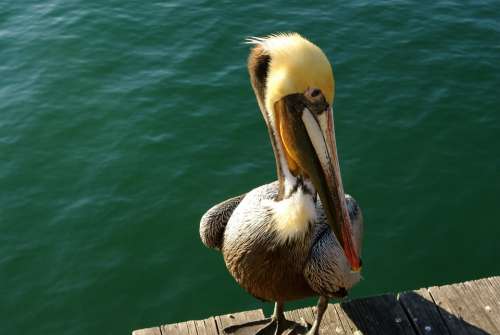 Pelican Bird Water Beak Animal