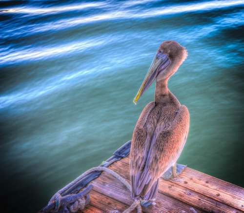 Pelican Bird Brown Wildlife Nature Water Beak