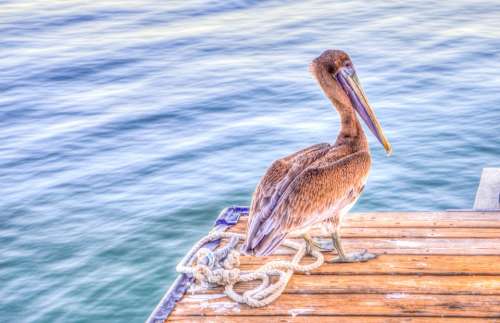 Pelican Bird Wildlife Nature Brown Water Beak