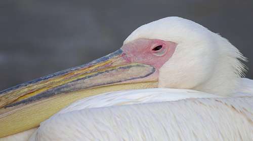 Pelican Bird Greece White Pink Feathers Animal