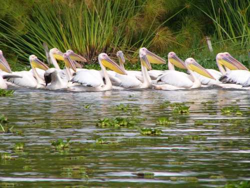 Pelicans Birds Africa Lake Animal Wild Nature