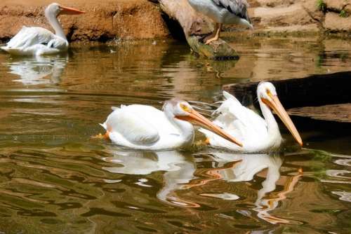 Pelicans Birds Zoo Animals Fowl Water