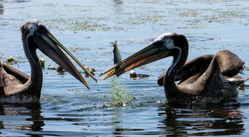 Pelicans Peru Paracas Fish Sea Water Eat Hunger