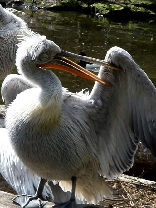Pelicans Pelecanidae Bird Plumage Spring Care Bill