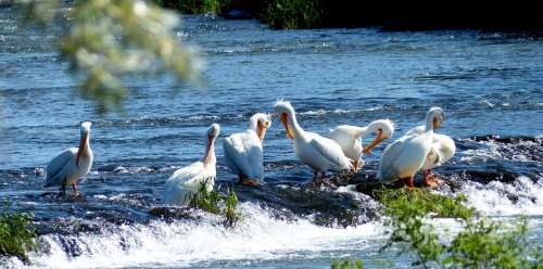 Pelicans Animals Birds Fishing Flock