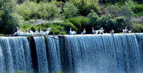 Pelicans Animals Birds Waterfall