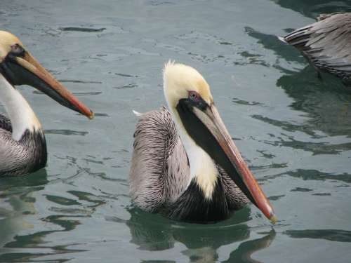 Pelicans Wing Wildlife
