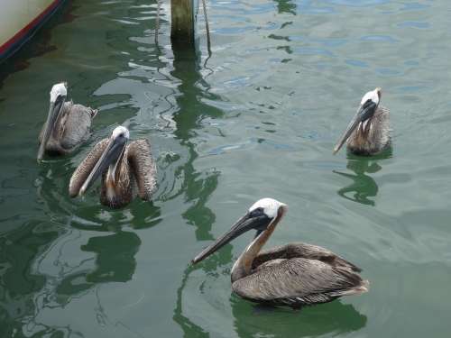 Pelicans Mar Ocean Water Bird