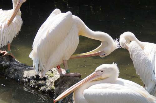 Pelicans Bill Birds Waterfowl Animal World White