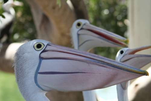 Pelikan Animal Bill
