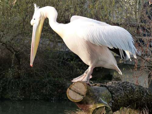 Pelikan Bird White Animal Wing Bill