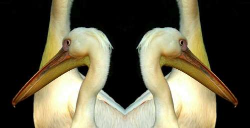 Pelikan Bill Wing Plumage Water Bird Seevogel