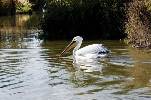 Pelikan Bird Water Bird Floating Water Reed