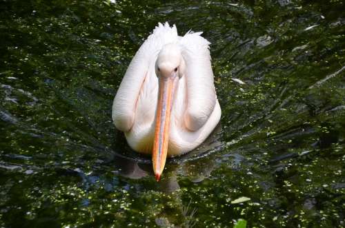 Pelikan Animal Bird