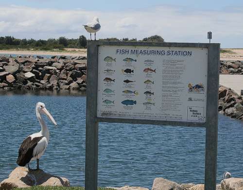 Pelikan Bird Seagull Australia Sea Ocean Fishing