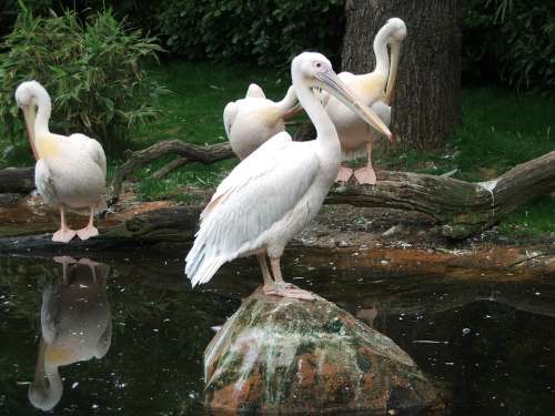Pelikan Bird Water Bird Zoo Animal