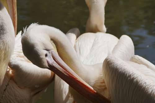 Pelikan Plumage Clean Bill