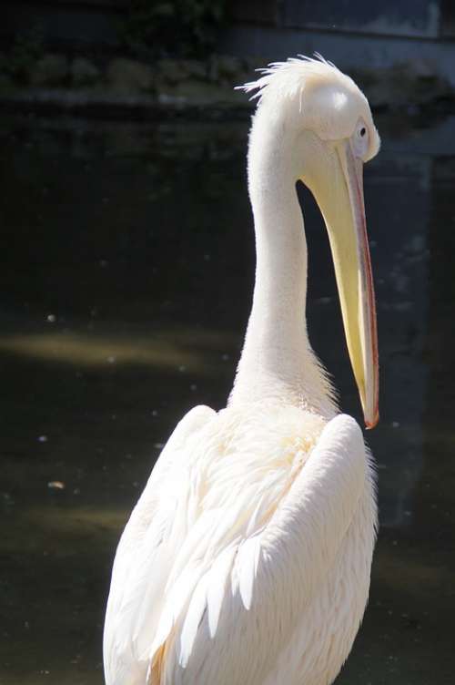 Pelikan White Bird Water Bird Move Rear View Head
