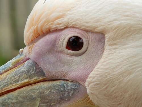 Pelikan Eye Red Bird Bill Water Bird Animal Pink