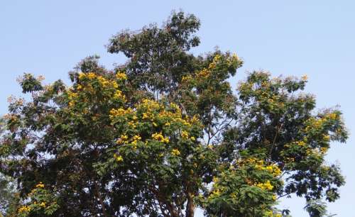Peltophorum Pterocarpum Copperpod Tree Flowers