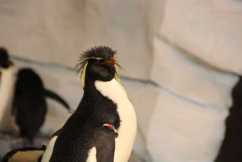 Penguin Rockhopper Penguin