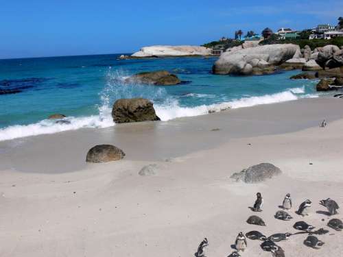 Penguin Jackass Penguin Sea Spray Tropical Sea