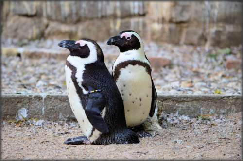Penguin Black Foot Artis Holland Amsterdam Zoo