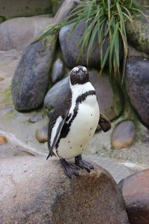 Penguin Bird Animal Zoo