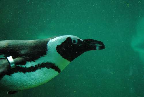 Penguin Penguin Under Water Aquatic Animal