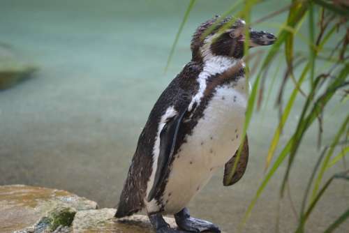 Penguin Zoo Cheeky Small Cute Tux