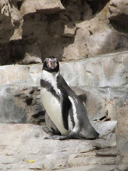 Penguin Humboldt Penguin Cute Nature Zoo