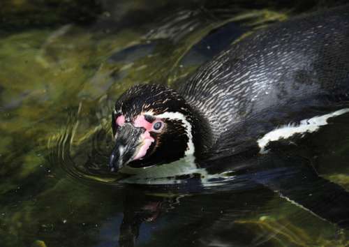 Penguin Humboldt Penguin Bird Water Bird Swim