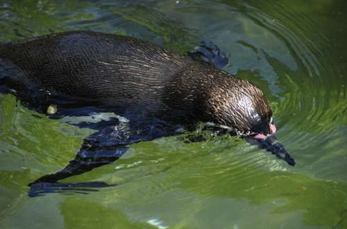 Penguin Humboldt Penguin Bird Water Bird Swim