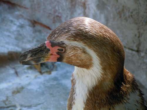 Penguin Animal Head Close Up