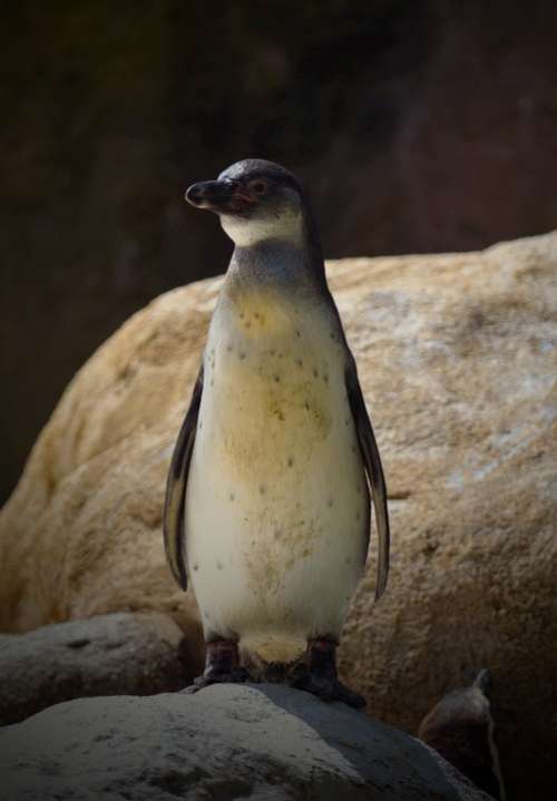 Penguin Stone Animal